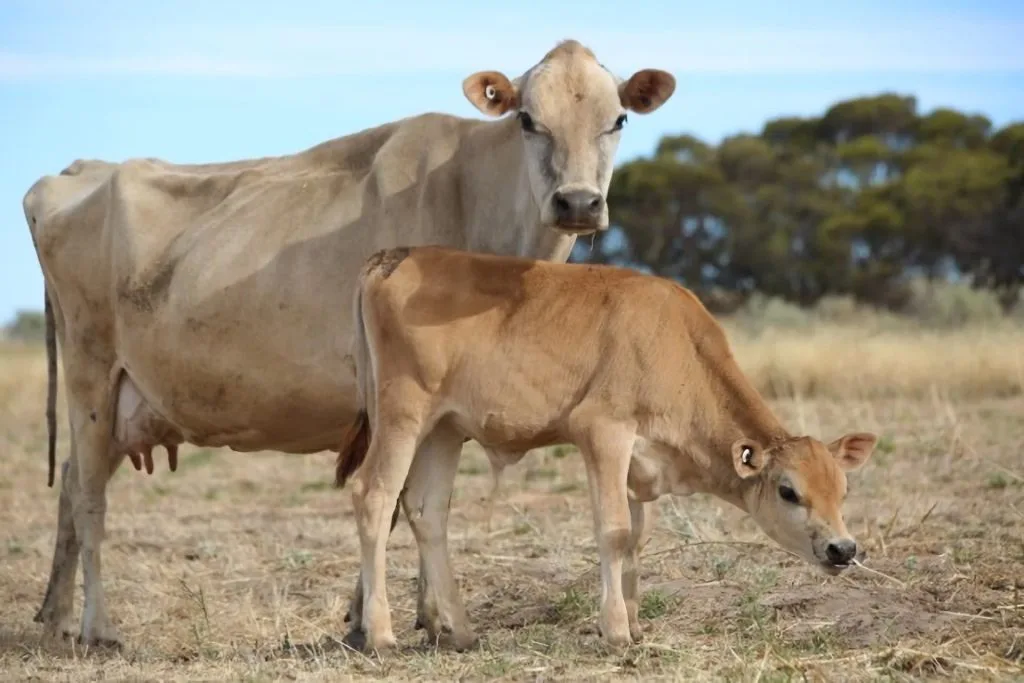 Two cows from the Freedom Hill Sanctuary.